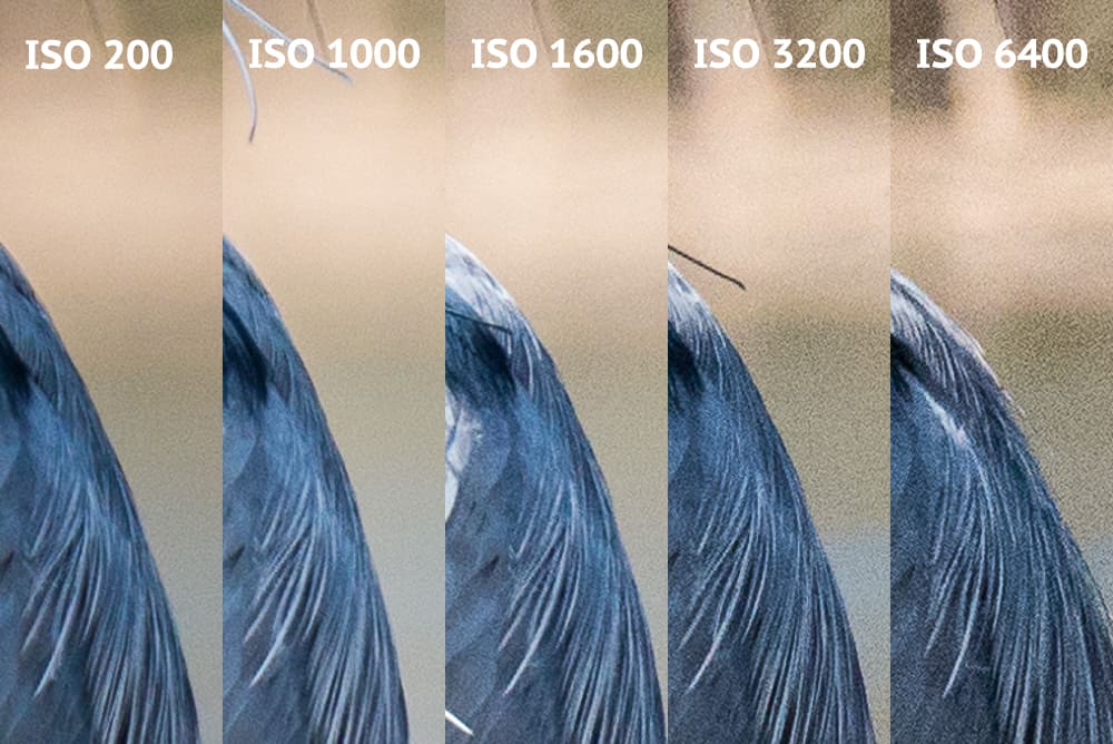 What-Is-Iso-Sensitivity What Is Iso On A Camera – Iso Explained!